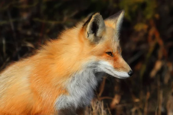 Κόκκινη Αλεπού Vulpes Στέκεται Ένα Πεδίο — Φωτογραφία Αρχείου