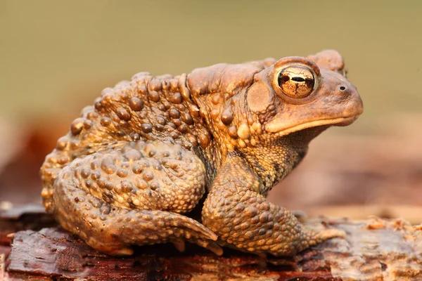 Sapo Americano Masculino Bufo Americanus Com Fundo Verde — Fotografia de Stock