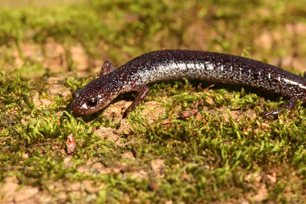 Salamandra Animal Reptiles Lagarto —  Fotos de Stock