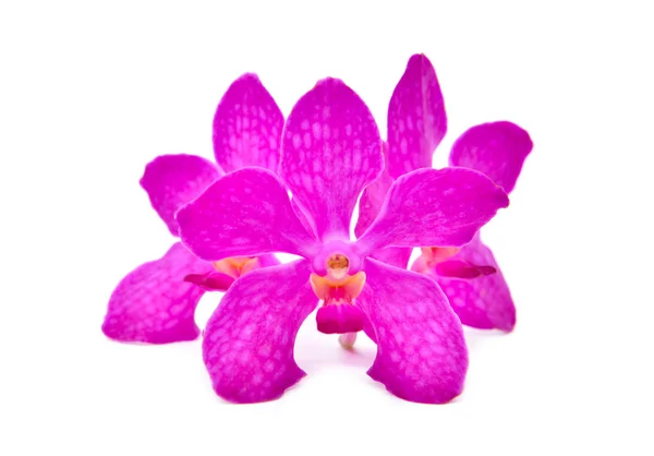 Piękne Kwitnących Orchidei Białym Tle — Zdjęcie stockowe