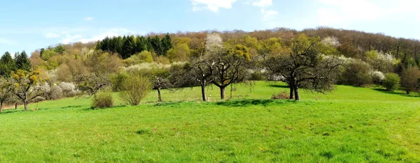 Grüner Obstgarten Frühling Mit Misteln Auf Den Bäumen — Stockfoto