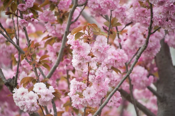Flor Pétalos Flores Primavera —  Fotos de Stock