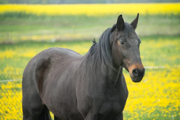 Μαύρο Άλογο Ιπποειδές — Φωτογραφία Αρχείου