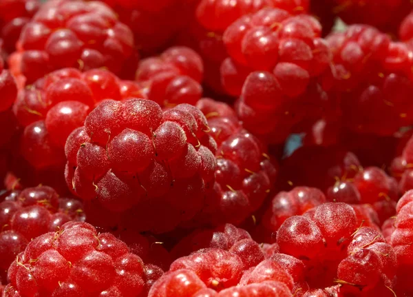 Vegetarisk Mat Selektivt Fokus — Stockfoto