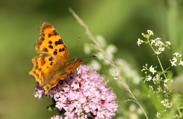 Nahaufnahme Von Exotisch Schönen Wanken — Stockfoto