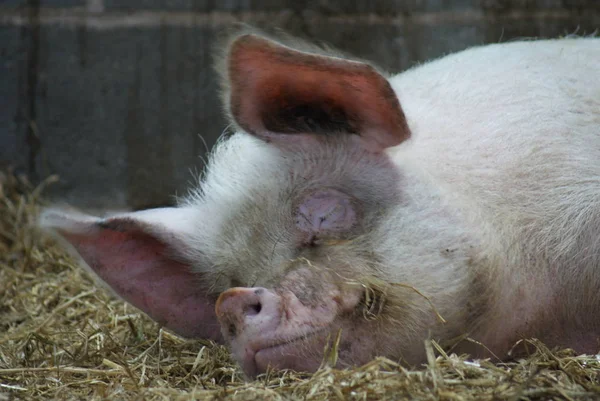 Una Semina Bianca Mezzo Maiale Domestico Sus Scrofa Domesticus — Foto Stock