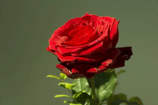 Червона Троянда Темним Фоном — стокове фото