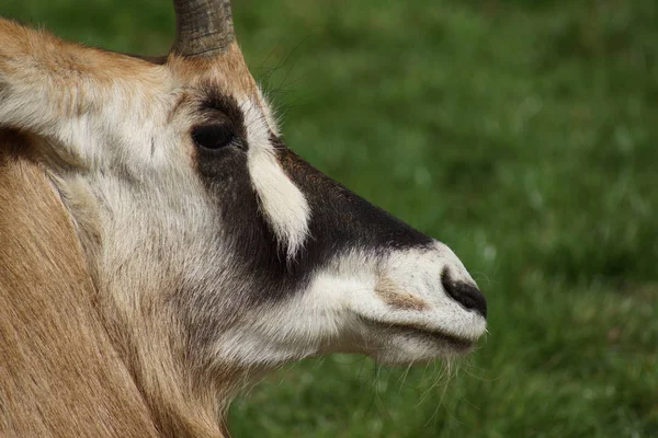 Oryx Antelope Vilda Djur Natur Fauna — Stockfoto