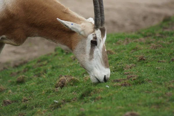 Oryx Antelope Divoké Zvíře Přírodní Fauna — Stock fotografie