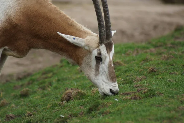 Oryx Antelope Divoké Zvíře Přírodní Fauna — Stock fotografie