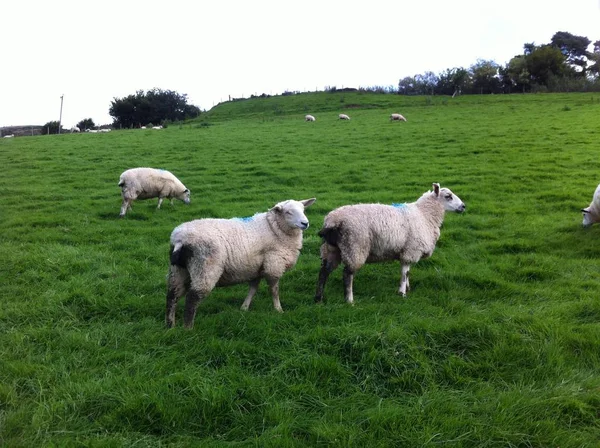 Troupeau Moutons Domestiques Ovis Aries — Photo