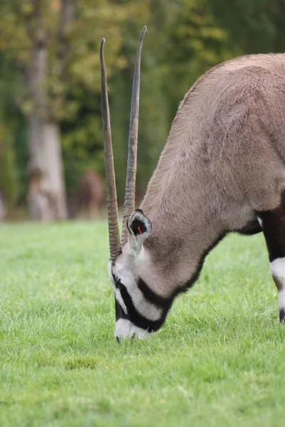 Oryx Antelope Divoké Zvíře Přírodní Fauna — Stock fotografie