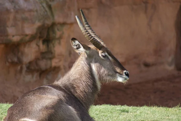 Waterbuck Large Antelope Animal Nature Fauna — Stock Photo, Image