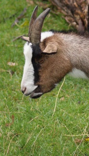 Pygmy Goat Capra Aegagrus — 스톡 사진