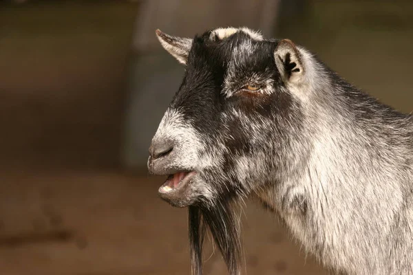 Close Image Pygmy Goat Capra Aegagrus — Stock Photo, Image