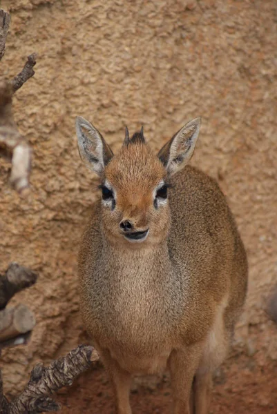 Kirk Dik Dik Madoqua Kirki — стоковое фото