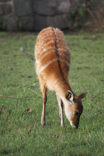 田野里的一只小红狐 — 图库照片