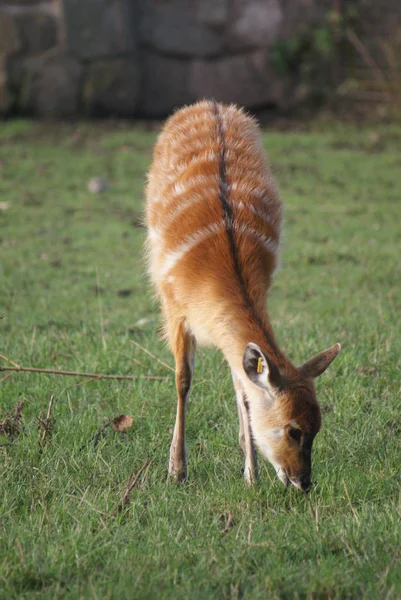 Renard Roux Dans Herbe — Photo