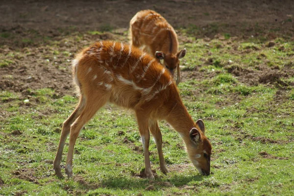 Bir Dişi Sitatunga Tragelaphus Spekii — Stok fotoğraf