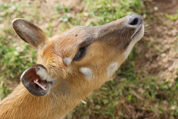 Uma Fêmea Sitatunga Tragelaphus Spekii — Fotografia de Stock