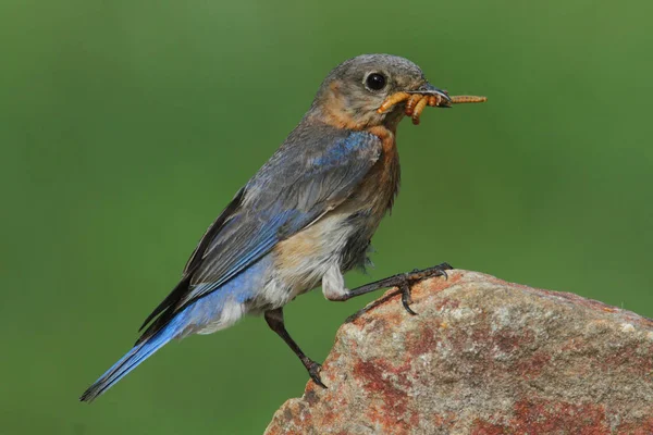 Femei Eastern Bluebird Sialia Sialis Care Transportă Vierme Stâncă — Fotografie, imagine de stoc