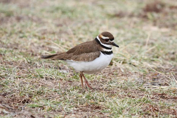 Pittoreska Fågel Tema Skott — Stockfoto