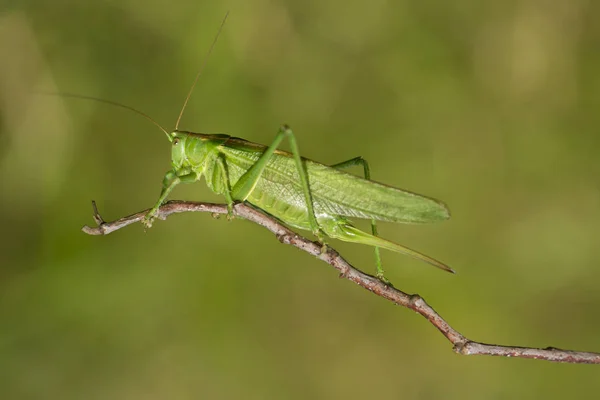 Sprinkhaneninsect Ongewervelde Wants — Stockfoto