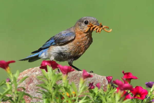 Weiblicher Östlicher Blauvogel Sialia Sialis Auf Einem Felsen Mit Blumen — Stockfoto
