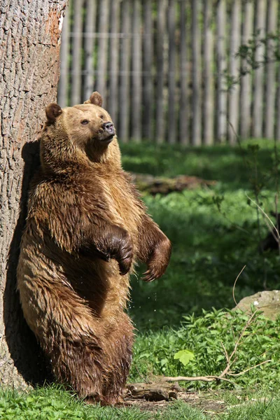 Brązowy Niedźwiedź Zwierzę Grizzly — Zdjęcie stockowe