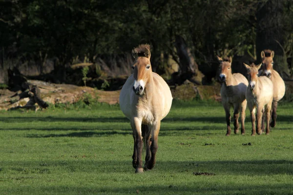 Caballos Aire Libre Durante Día —  Fotos de Stock