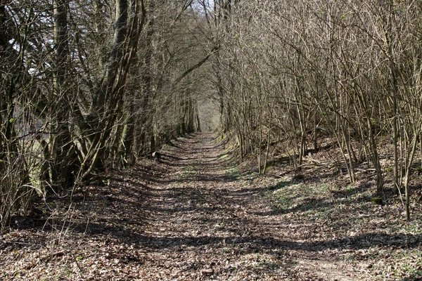 Waldweg Bäume Und Wanderweg — Stockfoto