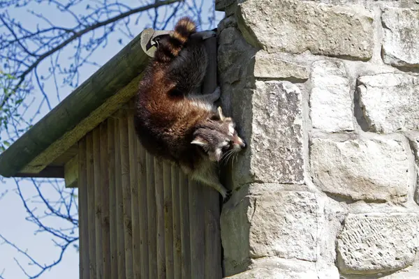 Raccoon Animal Mamífero Roedor — Fotografia de Stock