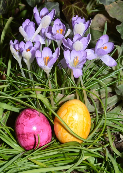 Easter Eggs Crocus — Stock Photo, Image