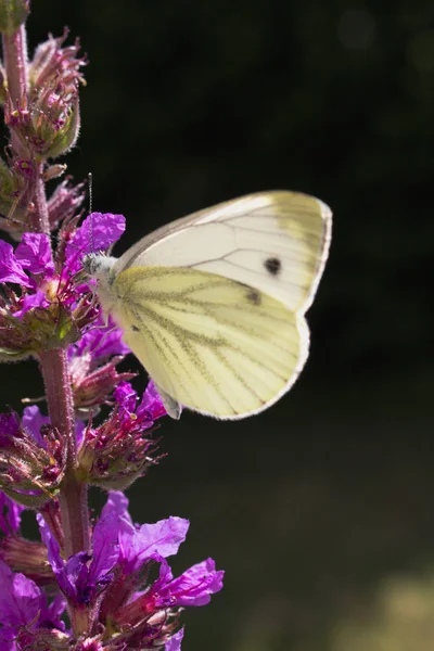 Nahaufnahme Von Wanzen Der Wilden Natur — Stockfoto