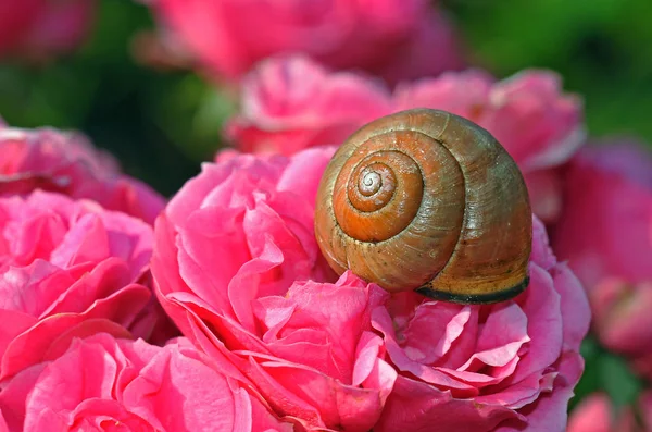 Snail Shell Mollusk Shells — Stock Photo, Image