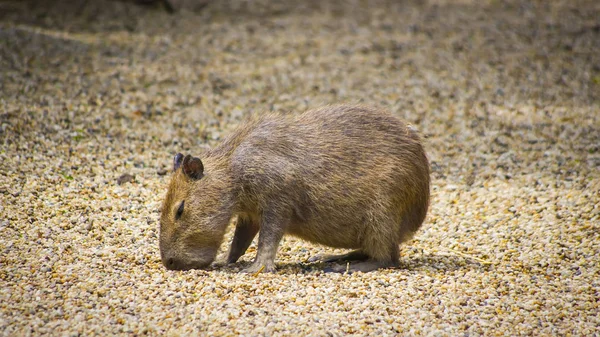 Capybara Kid Ferret Feed Grail Royalty Free Stock Images