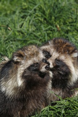 raccoon animal, fauna mammal, procyonid family clipart