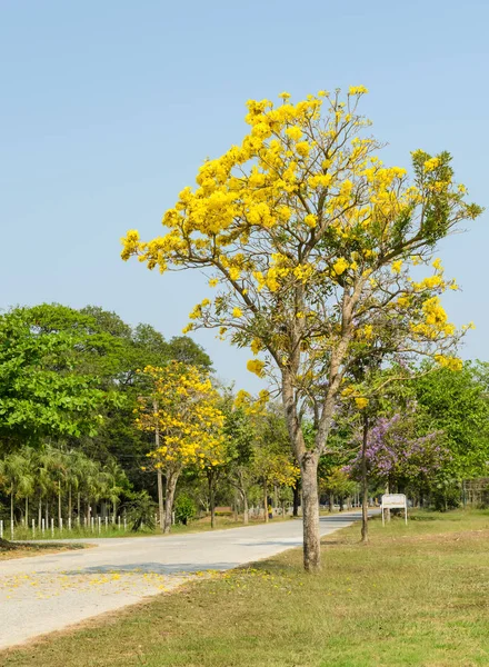 Yellow Flower Tabebuia Argentea Tree — Stock Photo, Image