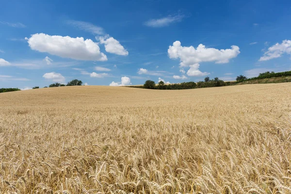 夏は小麦で覆われた農業用穀物や — ストック写真