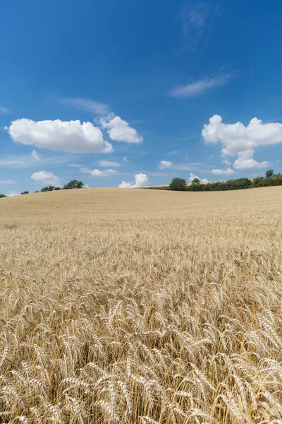 Agriculture Céréales Paysage Avec Blé Par Temps Été — Photo