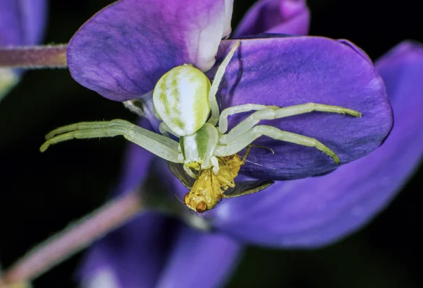 Aranha Caranguejo Vida Selvagem Insetos — Fotografia de Stock