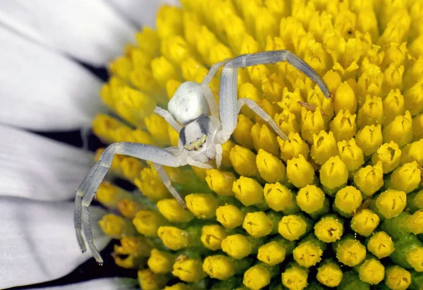 Gänseblümchen Voller Blüte — Stockfoto