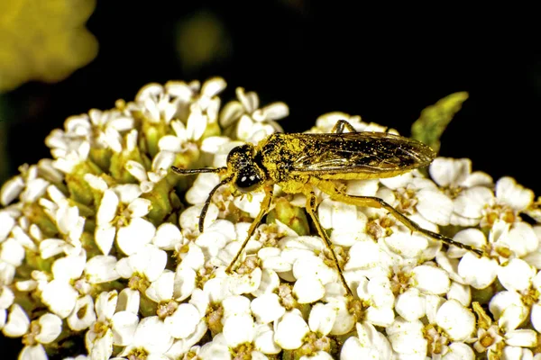 Hoverfly Uma Flor — Fotografia de Stock