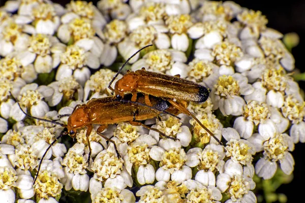 一般的な赤い兵士の甲虫は花の上で — ストック写真