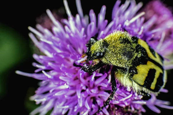 Bee Beetle Ore Trichius Fasciatus — Stock Photo, Image