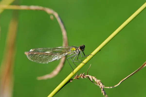 Vista Macro Primer Plano Del Insecto Libélula — Foto de Stock