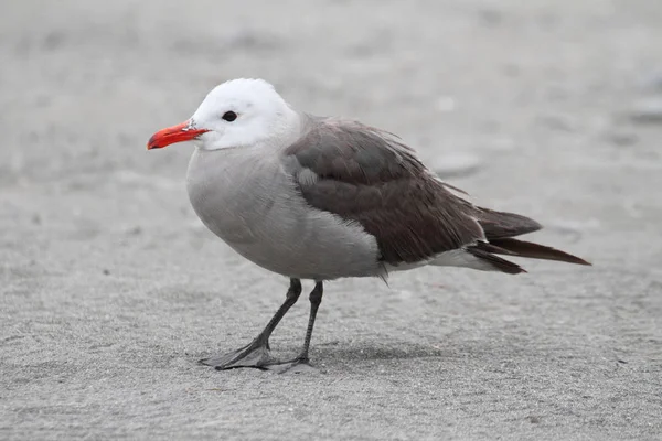 Pasifik Okyanusu Kıyısındaki Sahilde Heermanns Gull Larus Heermanni — Stok fotoğraf