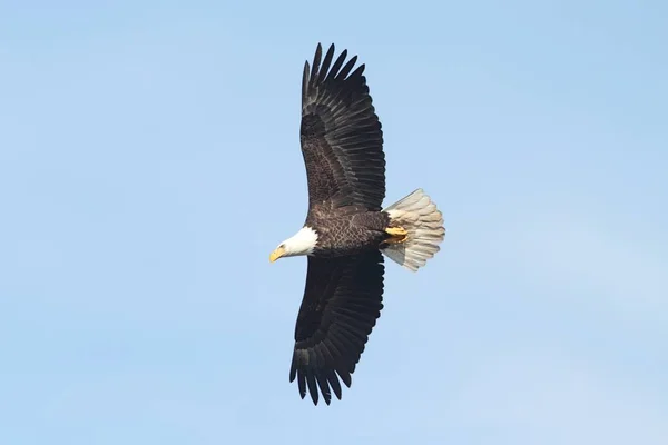 Ενηλίκων Bald Eagle Haliaeetus Leucocephalus Πτήσει Γαλάζιο Ουρανό — Φωτογραφία Αρχείου