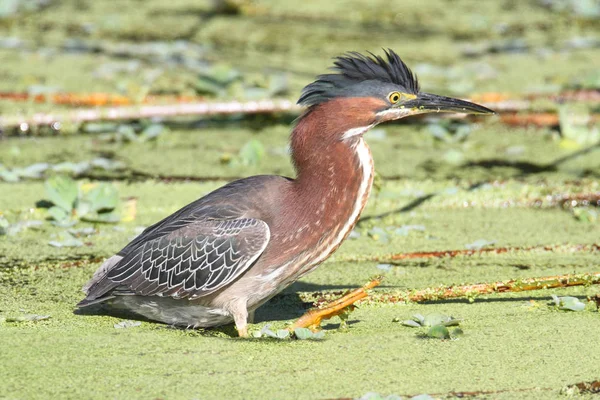 フロリダ エバーグレーズのグリーン ヘロン Butorides Virescens — ストック写真