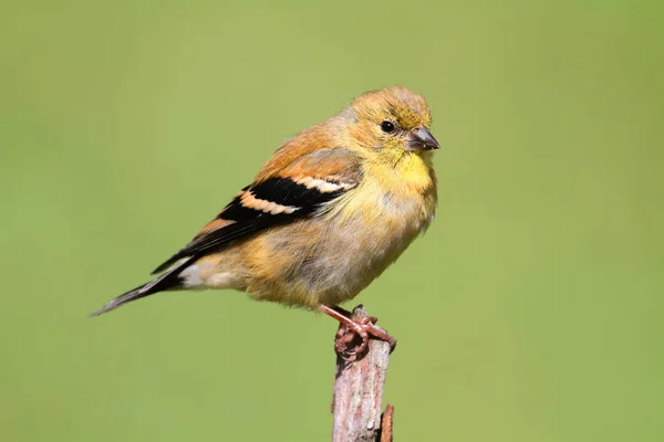 Guldsiskan Carduelis Tristis Uppe Med Grön Bakgrund — Stockfoto